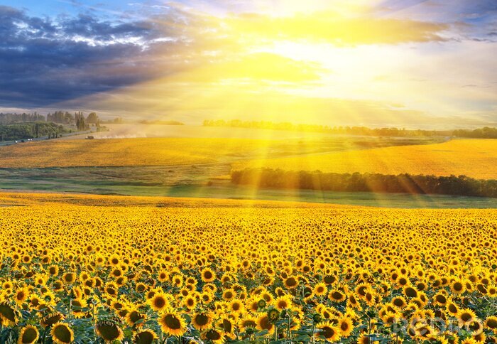 Tableau  Milliers de tournesols dans un champ