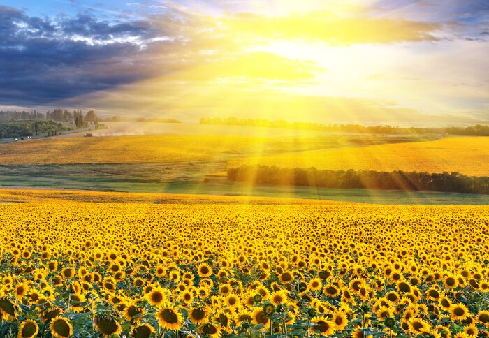 Tableau  Milliers de tournesols dans un champ