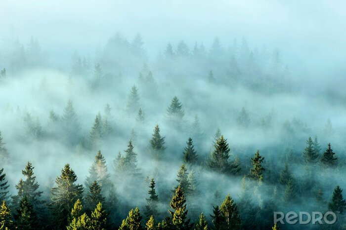 Tableau  Misty mountains with fir forest in fog. Foggy trees in morning light.