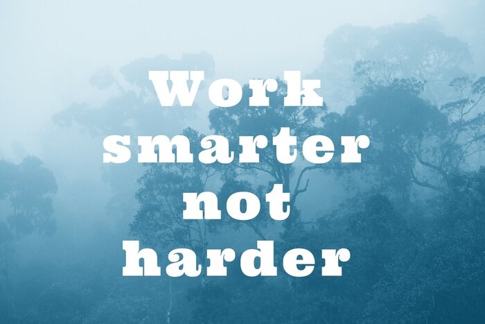 Tableau  Misty rainforest