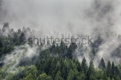 Tableau  Montagnes dans le brouillard et sapins