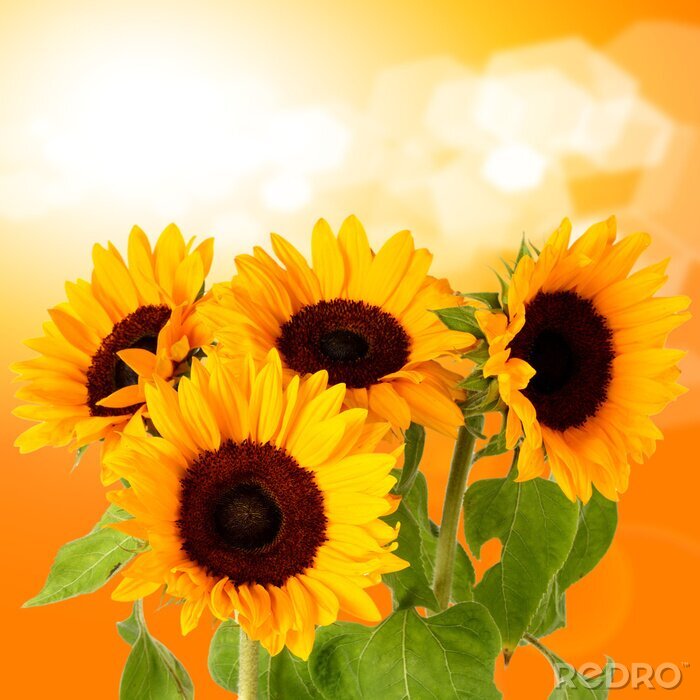 Tableau  Motif de fleurs