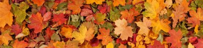 Tableau  Motif de fond automne saisonnier coloré, tapis vibrant de forêt tombée laisse.