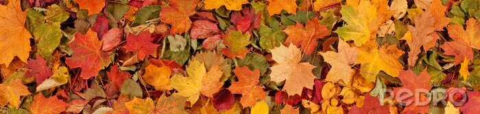 Tableau  Motif de fond automne saisonnier coloré, tapis vibrant de forêt tombée laisse.