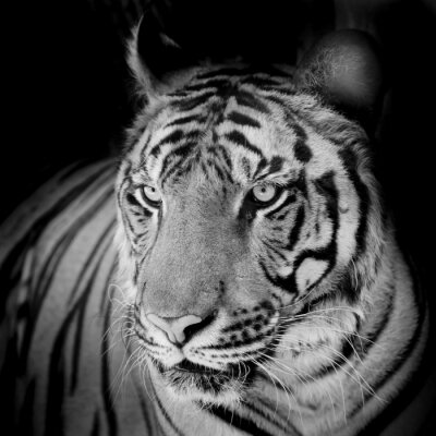 Tableau  Motif noir et blanc avec un tigre