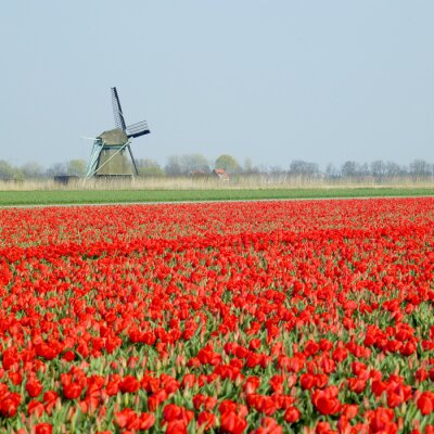 Tableau  moulin à vent avec champ de tulipes près Ooster Egalementsloot canal, Neth