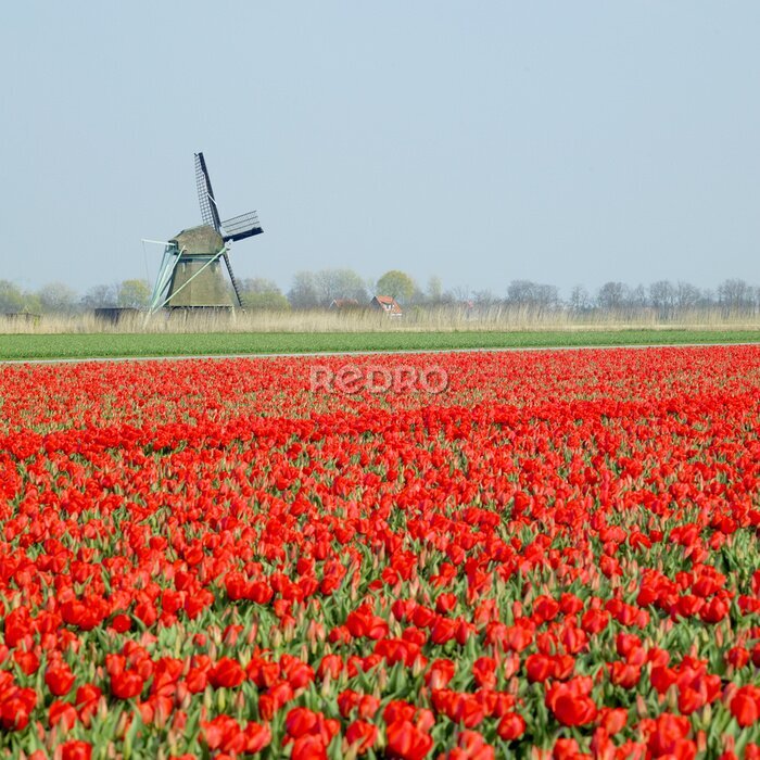 Tableau  moulin à vent avec champ de tulipes près Ooster Egalementsloot canal, Neth