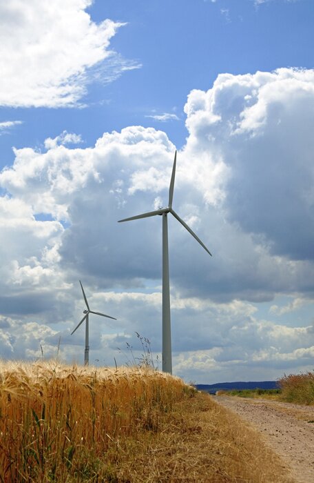 Tableau  Moulins à vent dans le champ de maïs