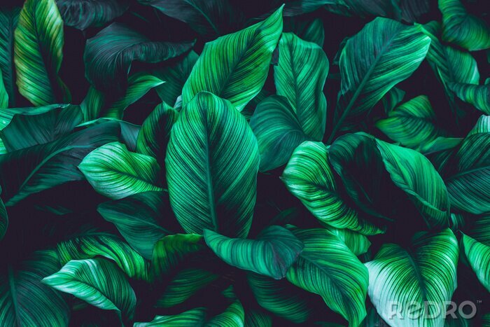 Tableau  Mur de feuilles tropicales vertes