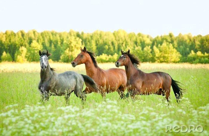 Tableau  Mustangs sauvages dans un pré vert