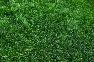 Tableau  Natural green grass background, fresh lawn top view