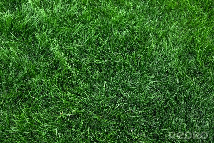 Tableau  Natural green grass background, fresh lawn top view