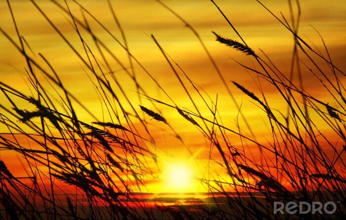 Tableau  Nature au coucher du soleil