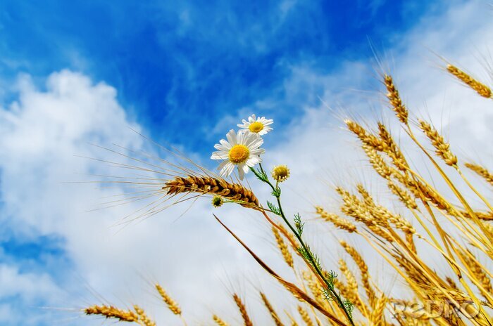 Tableau  Nature avec ciel