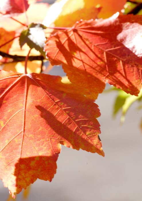 Tableau  Nature avec des feuilles sur l'arbre