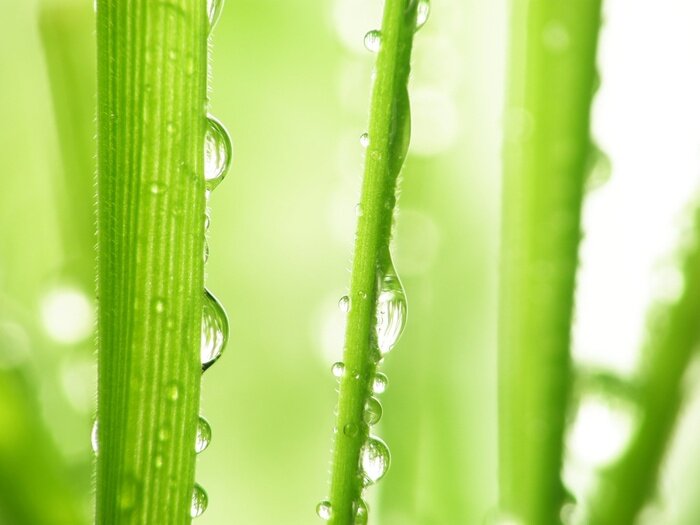 Tableau  Nature avec gouttes d'eau