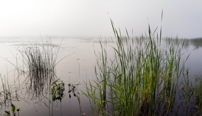 Nature brumeuse au bord du lac