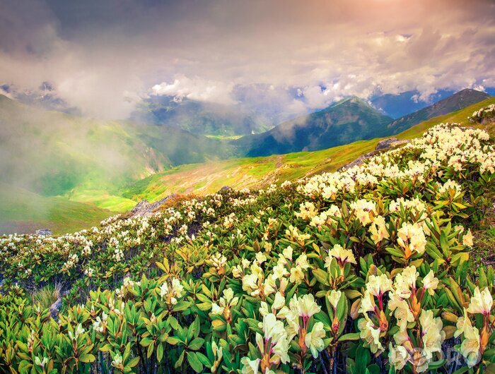 Tableau  Nature caucasienne