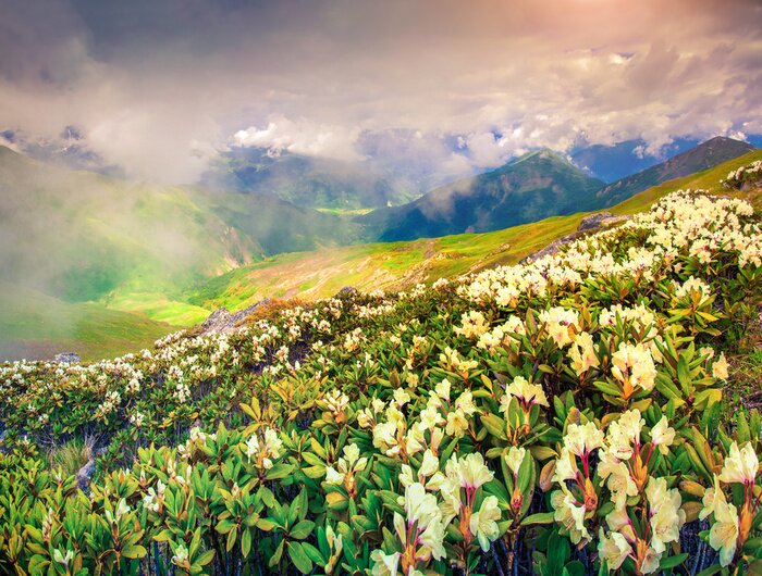 Tableau  Nature caucasienne