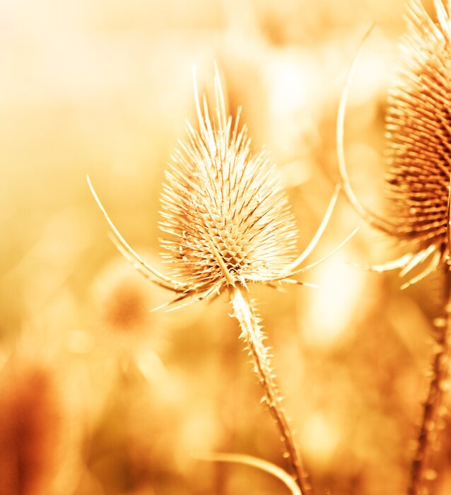 Tableau  Nature d'automne sur fond de soleil