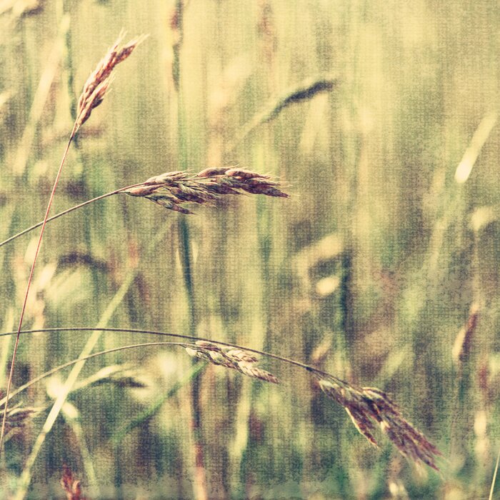 Tableau  Nature d'été sur la texture