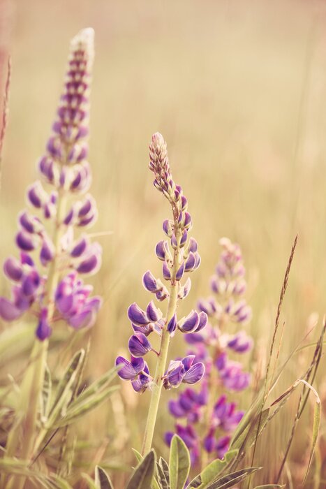Tableau  Nature dans la prairie sauvage