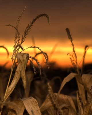 Tableau  Nature dans le champ de maïs