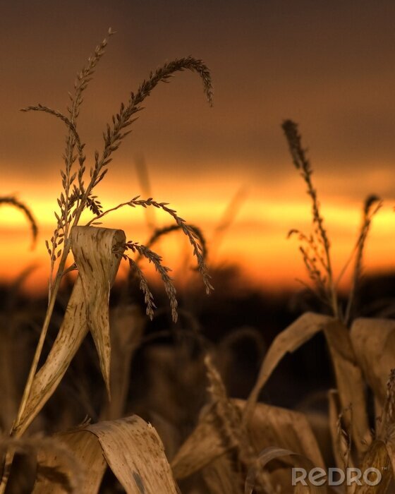 Tableau  Nature dans le champ de maïs
