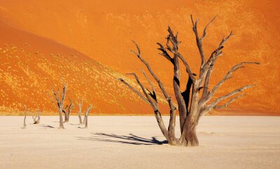 Tableau  Nature dans le désert du Namib
