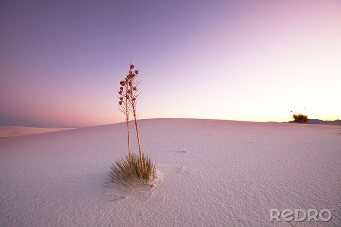 Tableau  Nature dans le désert le matin