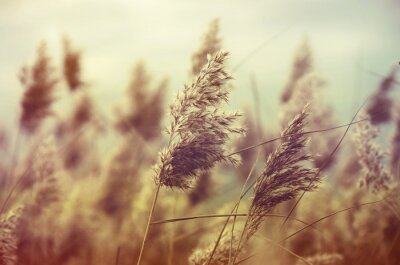 Nature dans le style vintage