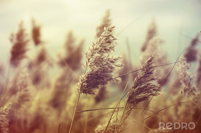 Tableau  Nature dans le style vintage