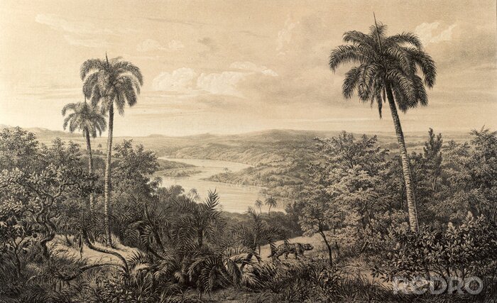 Tableau  Nature de l'Amérique du Sud.