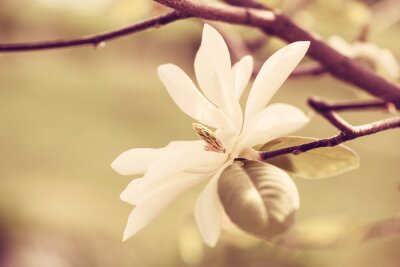 Tableau  Nature et beau magnolia