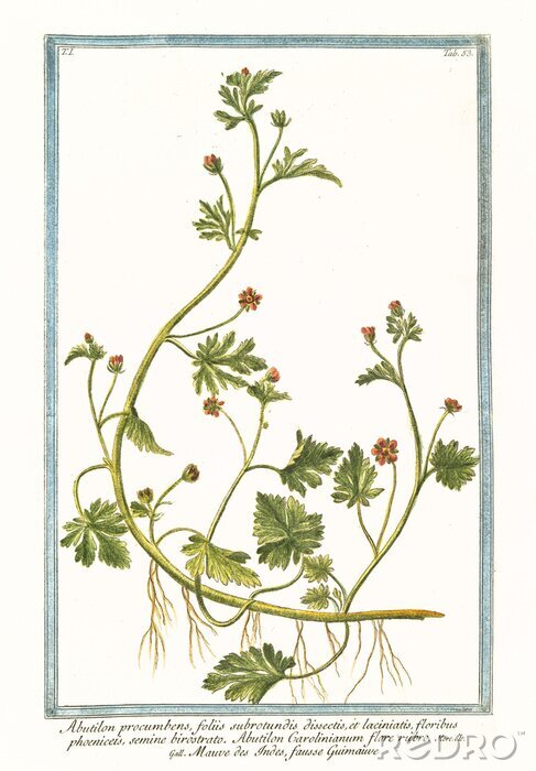 Tableau  Nature et botanique du liane grimpante de la famille des liserons