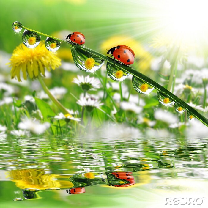 Tableau  Nature et coccinelles