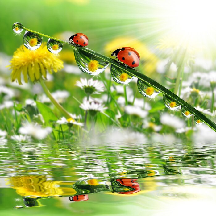 Tableau  Nature et coccinelles