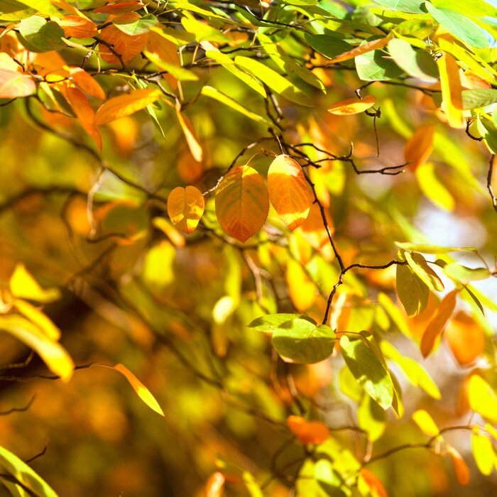 Tableau  Nature et feuilles d'automne