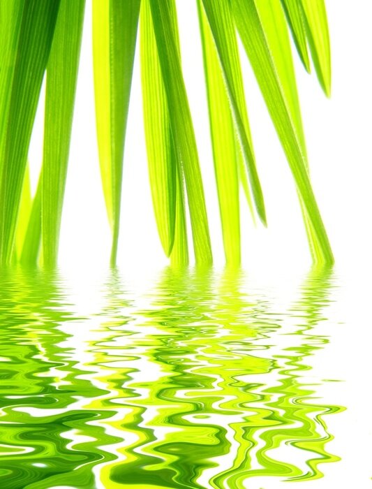 Tableau  Nature et feuilles dans l'eau