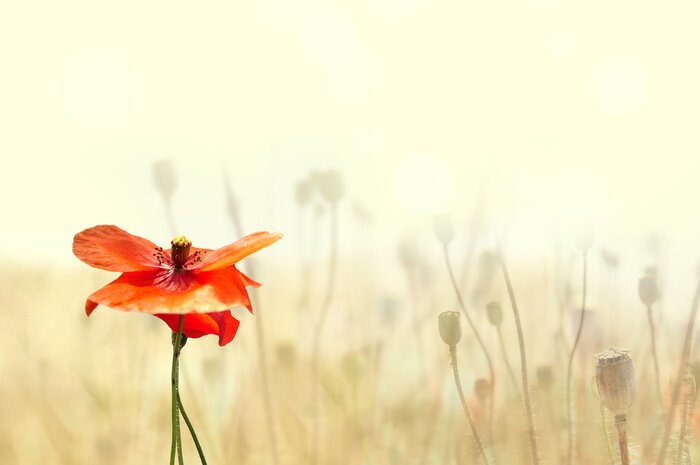 Tableau  Nature et fleur rouge