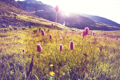 Nature et fleurs de montagne