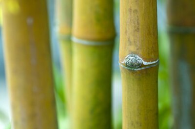 Tableau  Nature et harmonie avec le bambou