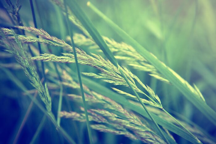 Tableau  Nature et herbes