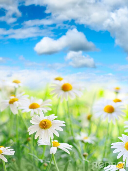 Tableau  Nature et marguerites sur fond flou