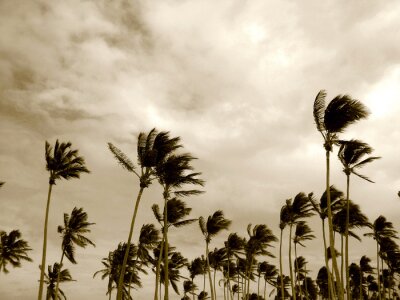 Tableau  Nature et palmiers soufflés