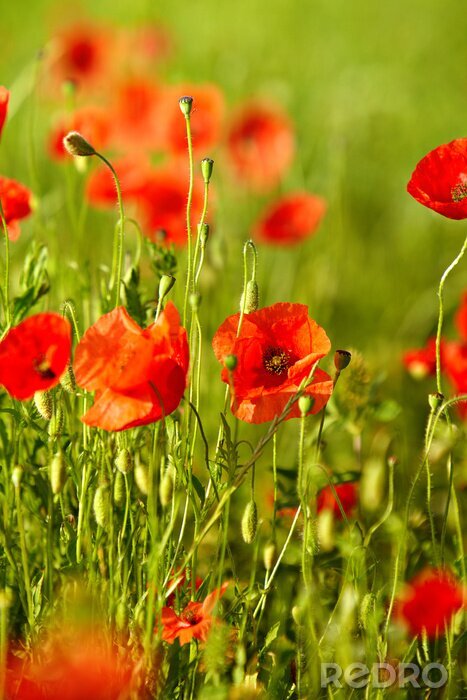 Tableau  Nature et paysages avec des coquelicots en arrière-plan