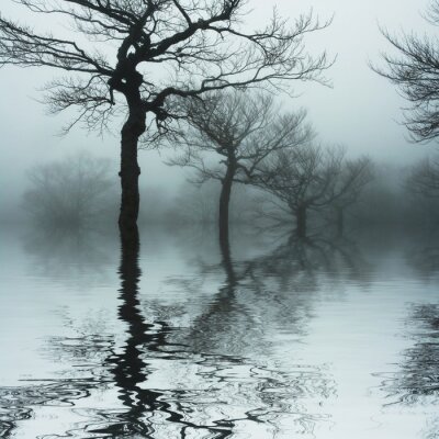 Nature et paysages d'un lac brumeux reflétant des branches