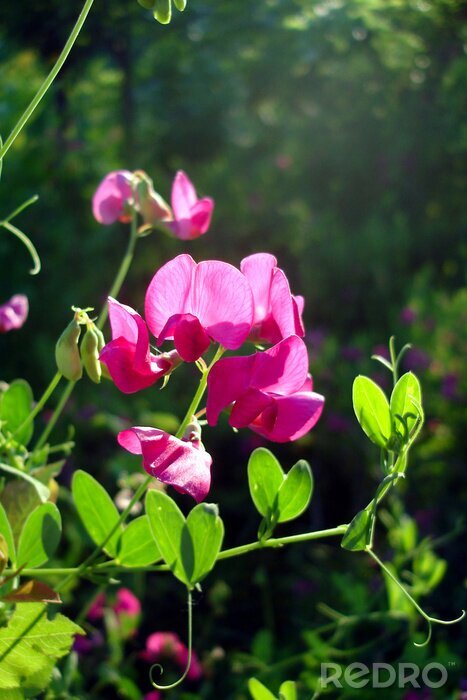 Tableau  Nature et petits pois parfumés