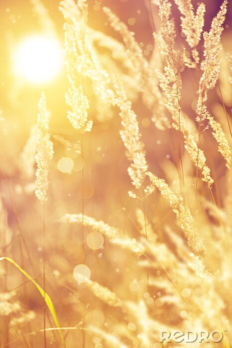 Tableau  Nature et soleil d'automne