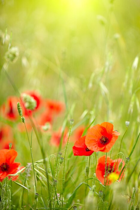 Tableau  Nature et verdure